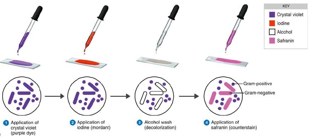Gram staining procedure